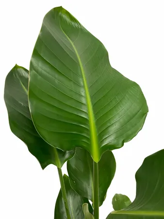 Strelitzia Nicolai 75cm