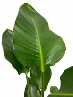 Strelitzia Nicolai 75cm