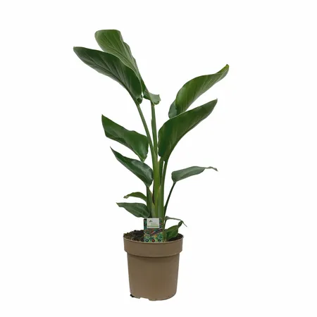 Strelitzia Nicolai 75cm