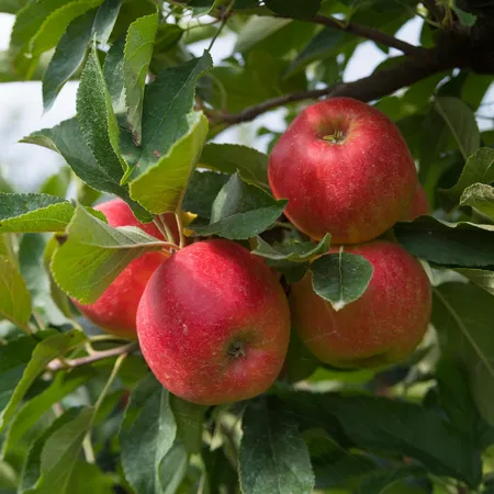 Patio Appelboom - Malus domestica 'Elstar'