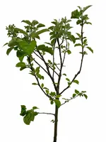 Patio Appelboom - Malus domestica 'Golden Delicious'
