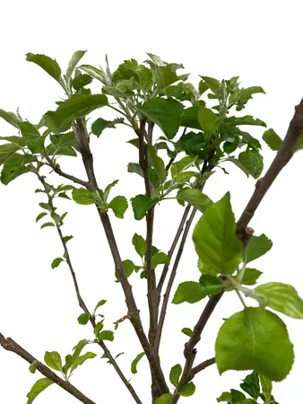 Patio Appelboom - Malus domestica 'Golden Delicious'