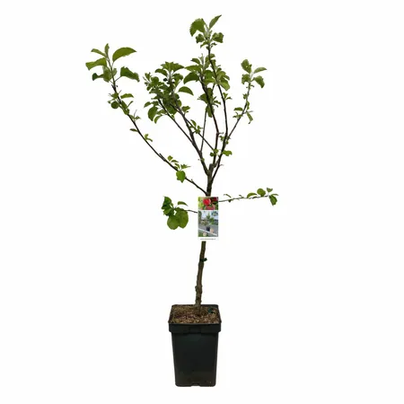 Patio Appelboom - Malus domestica 'Golden Delicious'