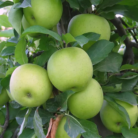 Patio Appelboom - Malus domestica 'Golden Delicious'
