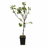 Patio Appelboom - Malus domestica Rode Boskoop
