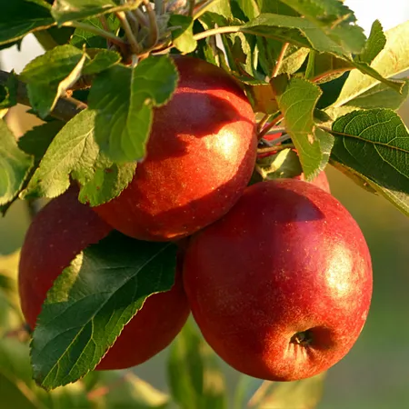 Patio Appelboom - Malus domestica Rode Boskoop