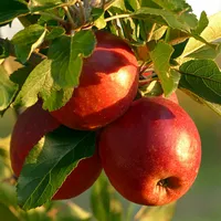 Patio Appelboom - Malus domestica Rode Boskoop