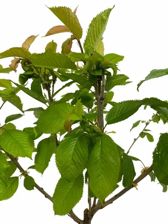 Patio Kersenboom - Prunus avium 'Biggareau Burlat'