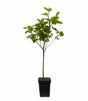 Patio Kersenboom - Prunus avium 'Biggareau Burlat'