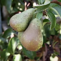 Patio Perenboom - Pyrus communis 'Conference'