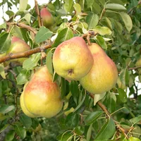 Patio Perenboom - Pyrus communis 'Gieser Wildeman'