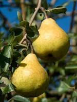 Patio Peer Pyrus communis 'Williams'