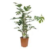 Philodendron Minima 85cm
