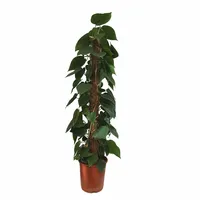 Philodendron Scandens 130cm