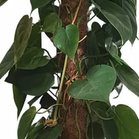 Philodendron Scandens 130cm