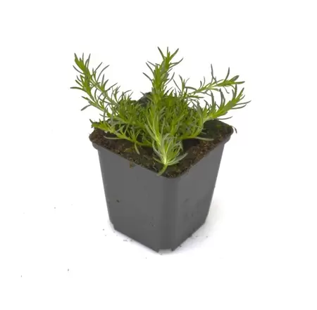 Phlox sub. Scarlet Flame 6-pack