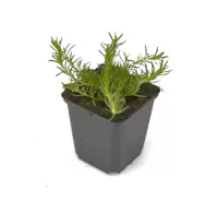 Phlox sub. Scarlet Flame 6-pack