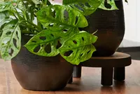 Planten onderzetters