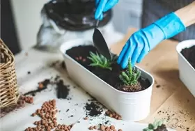 Planten verzorging