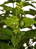 Pluimhortensia Little Lime