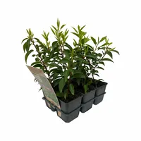 Portugese Laurierhaag - Prunus lusitanica 'Angustifolia' 6-Pack