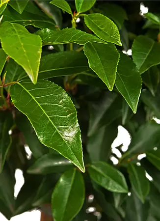 Portugese laurierkers