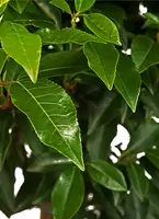 Portugese laurierkers