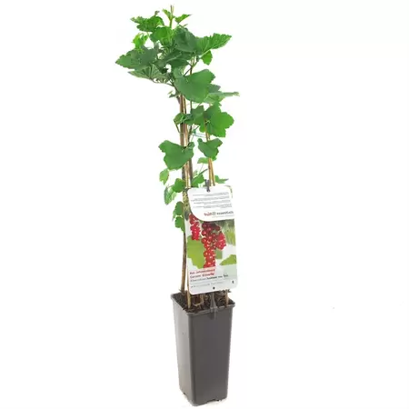 Ribes - Jonkheer van Tets H.60cm