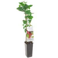 Ribes - Jonkheer van Tets H.60cm