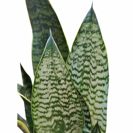 Sanseveria Hahnii 55cm