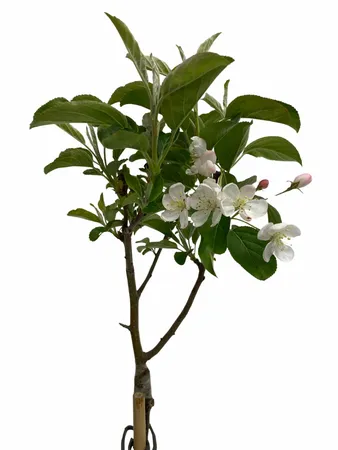 Malus ‘Golden Hornet’ op stam