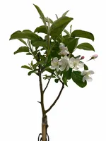 Malus ‘Golden Hornet’ op stam