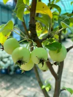Malus ‘Golden Hornet’ op stam