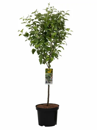 Sierappel Geel - Malus ‘Golden Hornet’ op stam