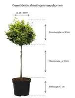 Malus ‘Golden Hornet’ op stam