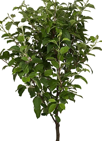 Sierappel Geel - Malus ‘Golden Hornet’ op stam