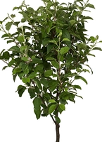 Sierappel Geel - Malus ‘Golden Hornet’ op stam