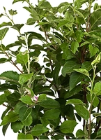 Sierappel Geel - Malus ‘Golden Hornet’ op stam