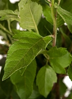 Malus ‘Golden Hornet’ op stam
