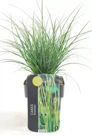 Carex Brunnea Magic Green