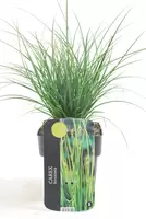 Carex Brunnea Magic Green