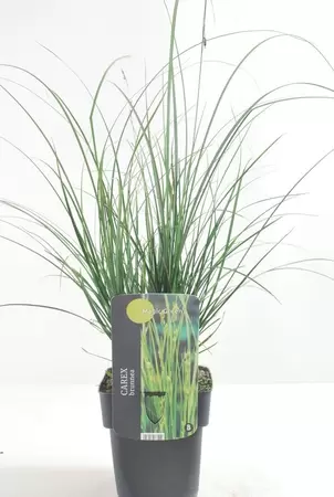 Carex Brunnea Magic Green