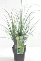Carex Brunnea Magic Green