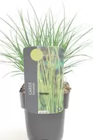 Carex Brunnea Magic Green