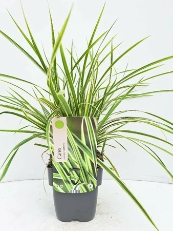 Siergras - Carex Morrowii Goldband