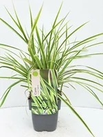 Siergras - Carex Morrowii Goldband