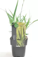 Carex Morrowii Irish Green