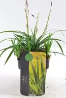 Carex Morrowii Irish Green