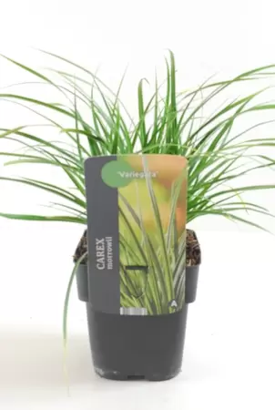 Carex Morrowii Irish Green