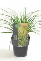 Carex Morrowii Irish Green